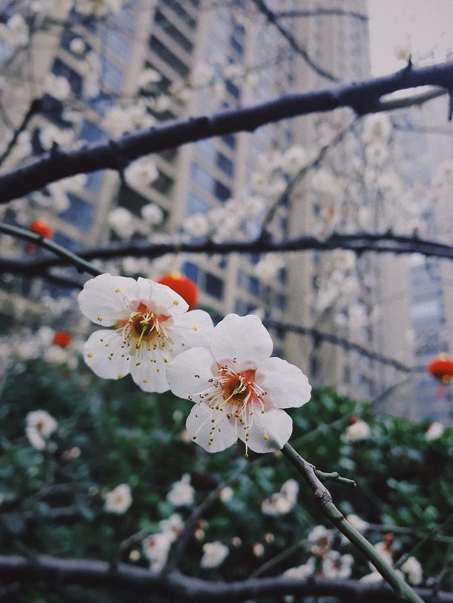 fragility, flowering plant, vulnerability, freshness, focus on foreground HD wallpaper