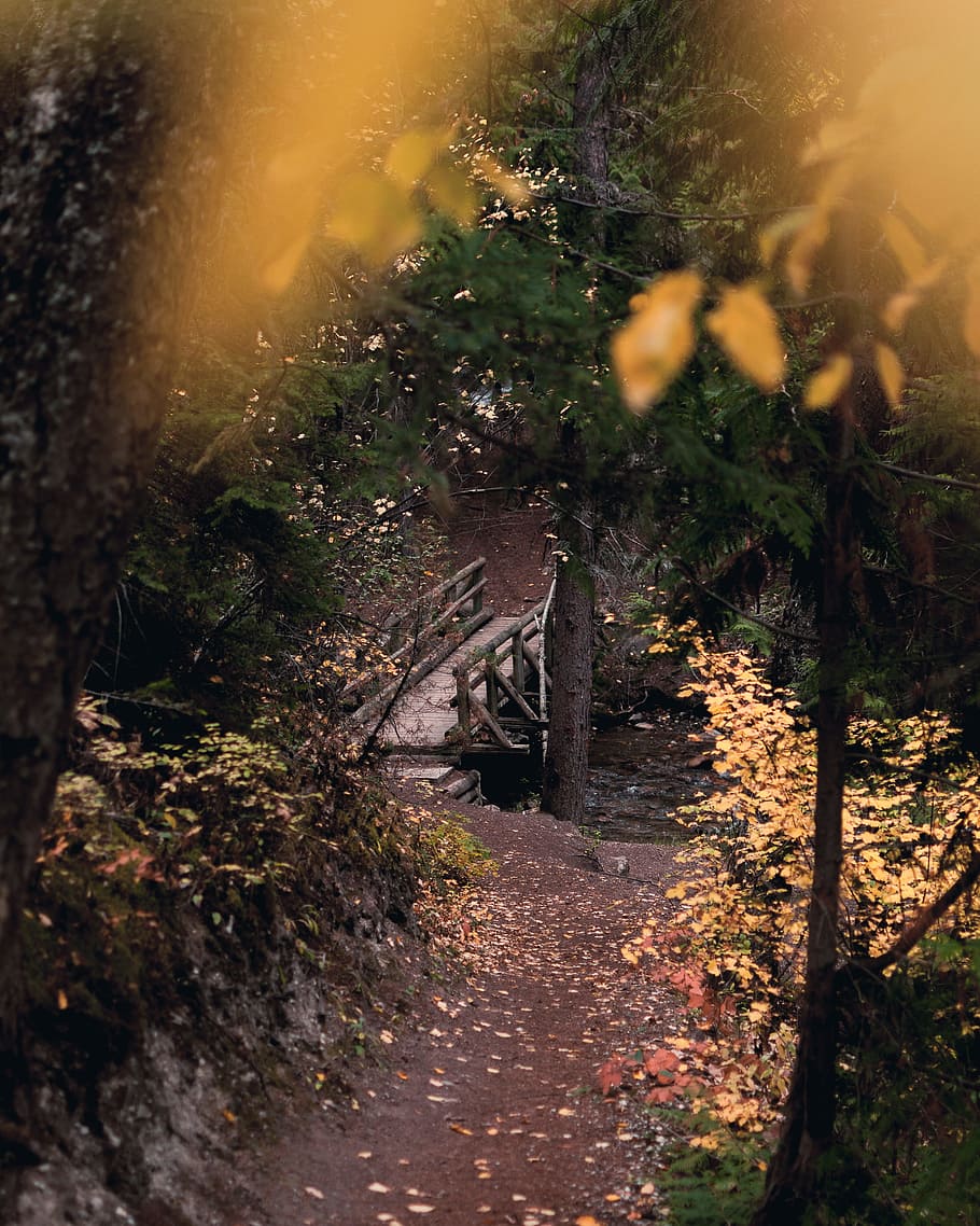 brown bridge photo, foliage, tree, path, trail, forest, wood HD wallpaper
