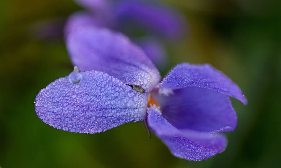 flowering plant, petal, freshness, fragility, purple, vulnerability HD wallpaper