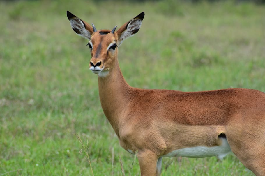 HD wallpaper: wildlife, animal, antelope, mammal, kenya, impala, lake nakuru  national park | Wallpaper Flare