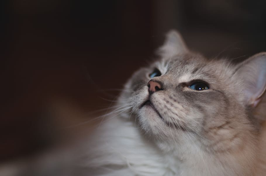 Grey Cat With Blue Eyes Photo, Animals, Cats, Pets, Face, mammal HD wallpaper