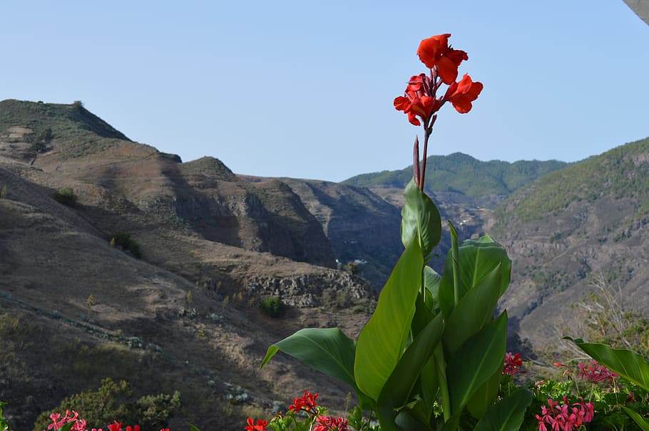 mountain, plant, flower, valley, flora, wildflower, flowering plant HD wallpaper