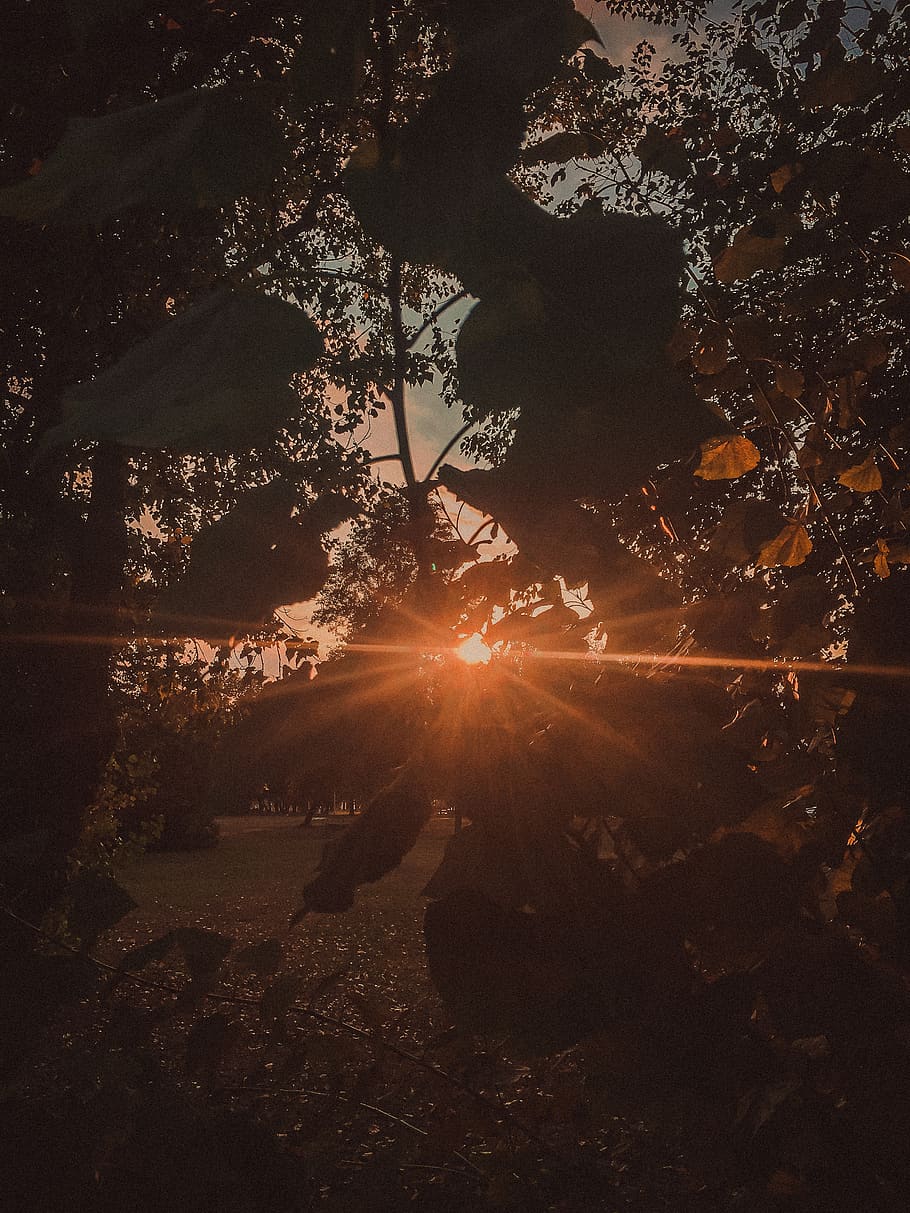 croatia, zagreb, tree, sunbeam, sunlight, plant, nature, lens flare HD wallpaper
