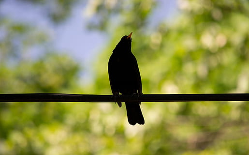 blackbird, flowers, spring, cherry blossom, animal, nature HD wallpaper