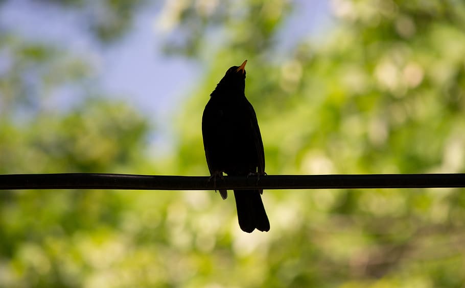 blackbird, flowers, spring, cherry blossom, animal, nature HD wallpaper