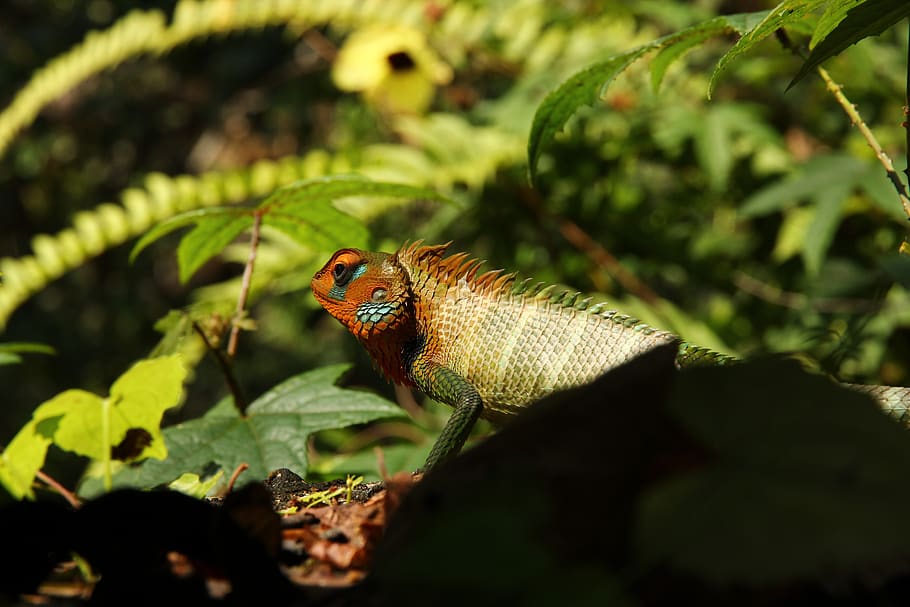 lizard, animal themes, one animal, animal wildlife, animals in the wild HD wallpaper