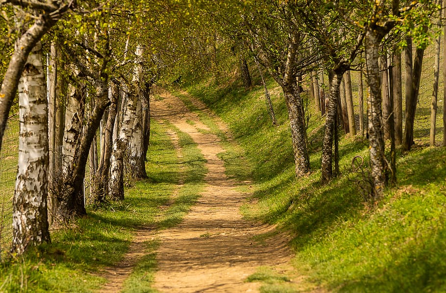 nature, trees, away, avenue, landscape, spring, romantic, forest path, HD wallpaper