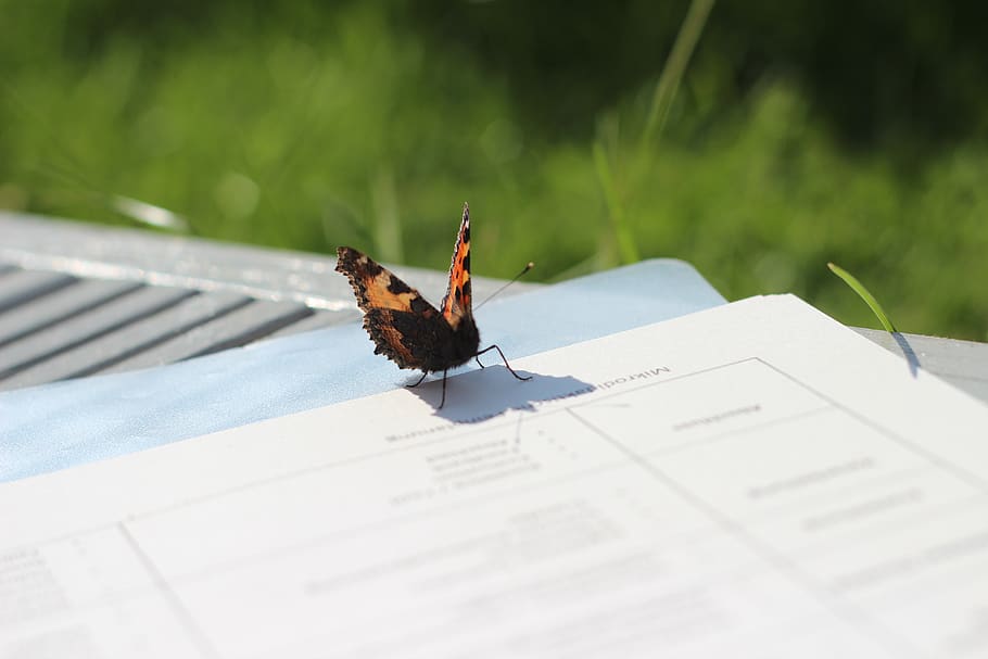 butterfly, summer, work, new work, offsight, sunny, invertebrate HD wallpaper