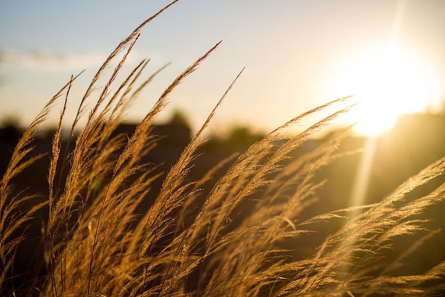 agriculture, sky, cereal plant, crop, growth, sunlight, rural scene HD wallpaper
