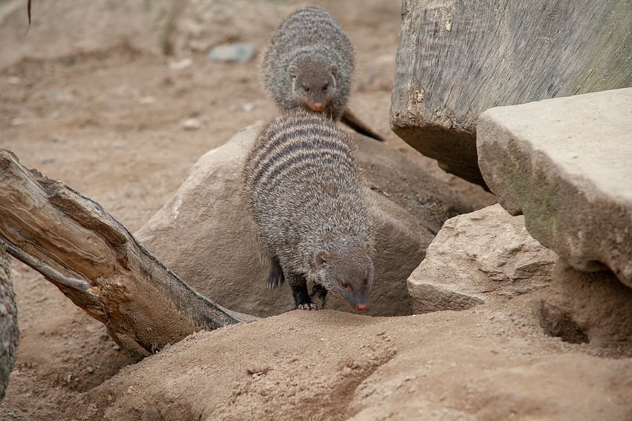 mongoose, rocks, tree stump, animals, zoo, enclosure, furry HD wallpaper