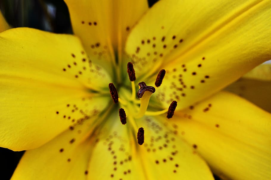 lilium, lilium yellow, yellow flower, petals yellow, lilies, HD wallpaper