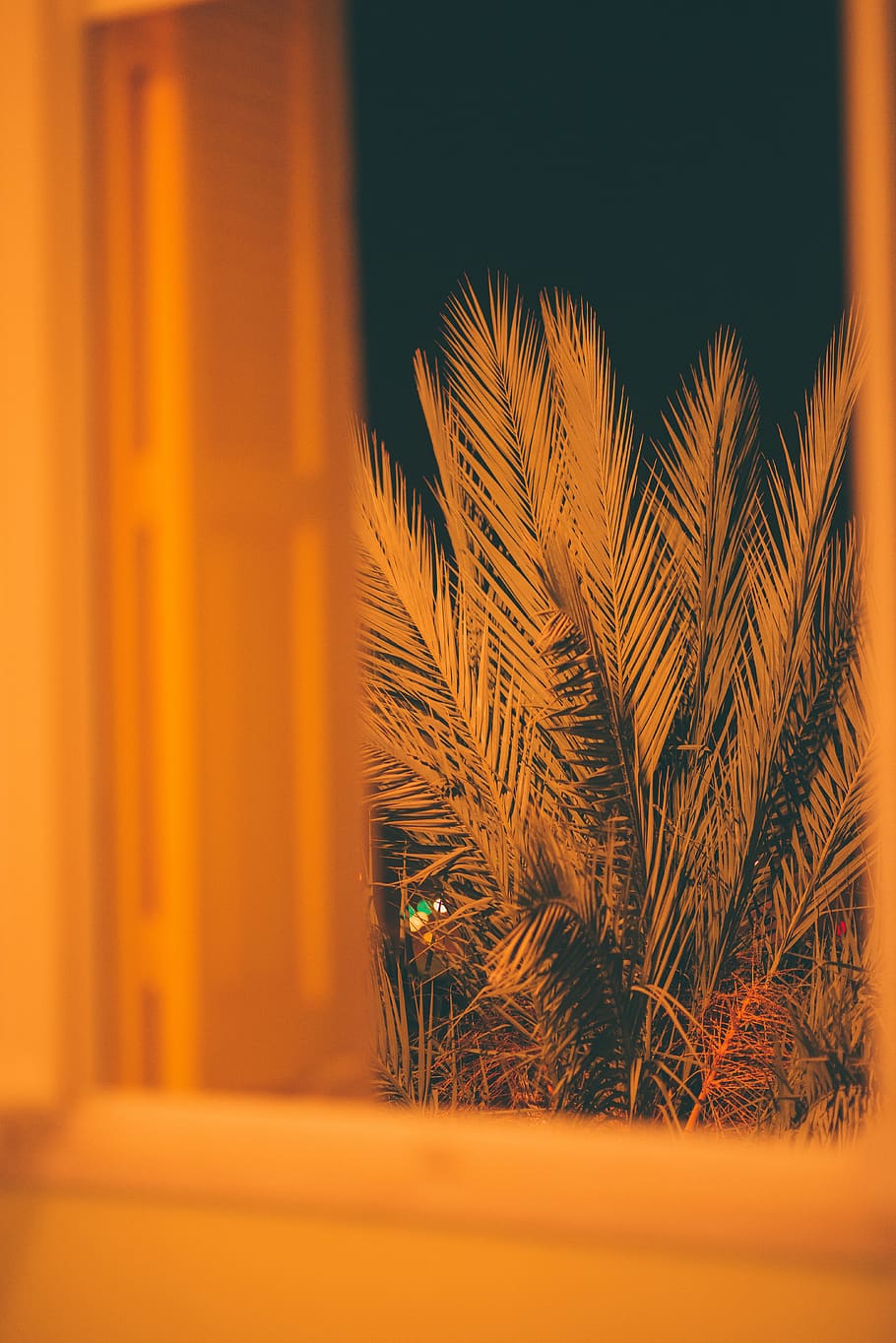 green-palm leafed tree, plant, grass, night, yolow, yollow, clothing HD wallpaper