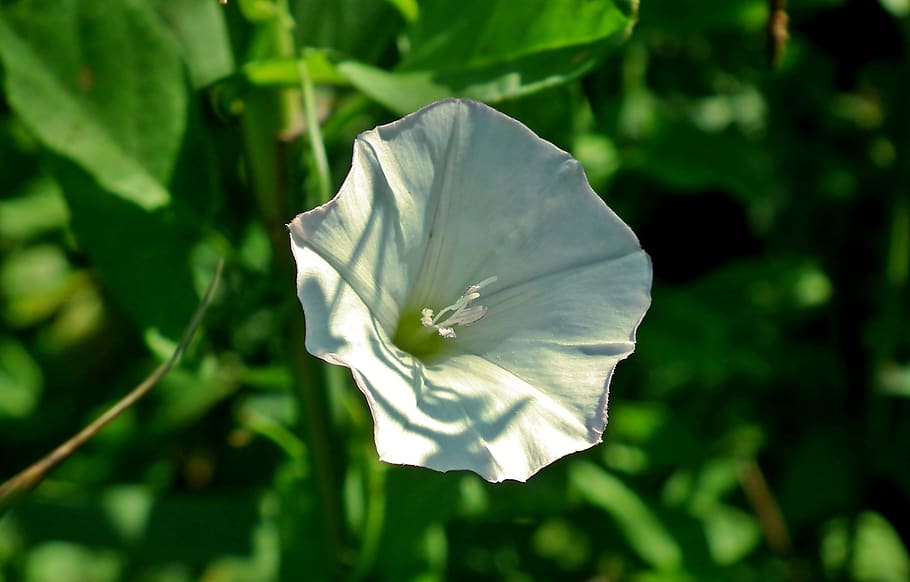 flower, bindweed, meadow, white, creeper, nature, closeup, wild HD wallpaper
