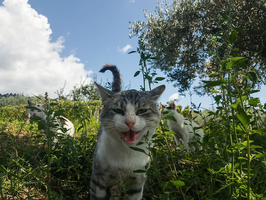 cat, nature, grass, tree, sky, clouds, field, dof, macro, blur HD wallpaper