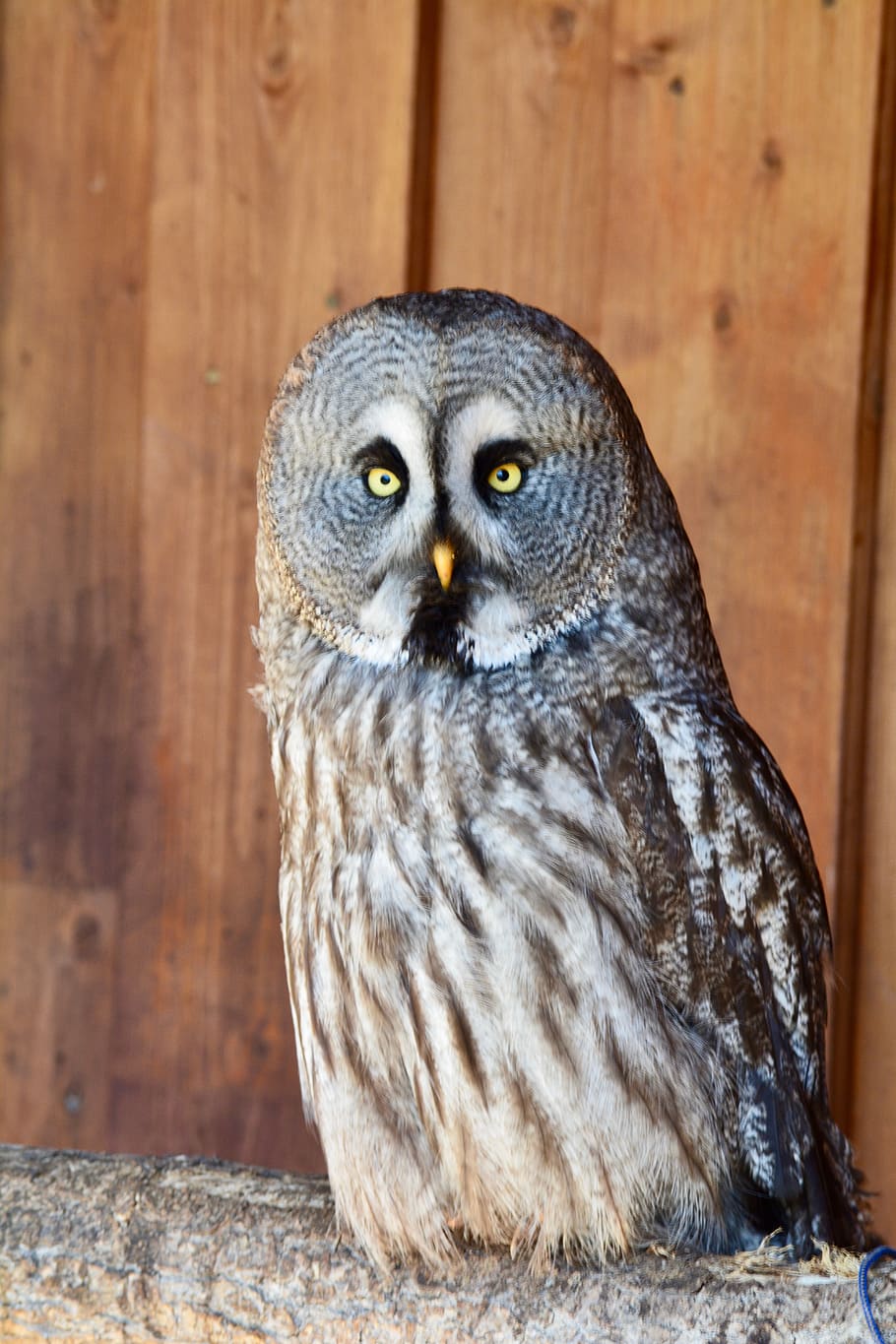 bart owl, bird, griffin, bill, close up, plumage, owl-like HD wallpaper