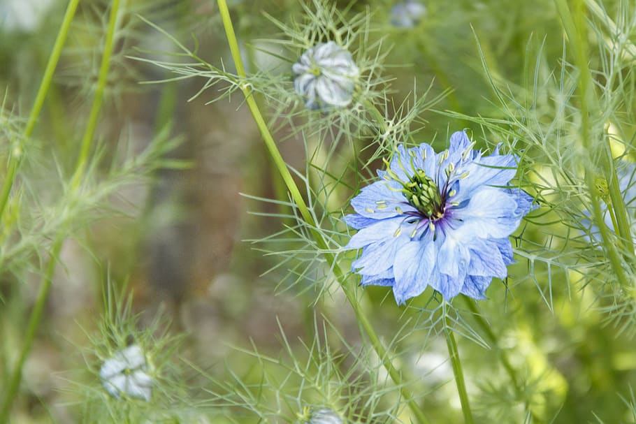 flower, plant, spring, garden, blue, flowering, flowering plant HD wallpaper