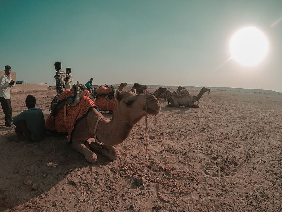 india, rajasthan 345034, mammal, animal themes, sky, land, domestic animals HD wallpaper