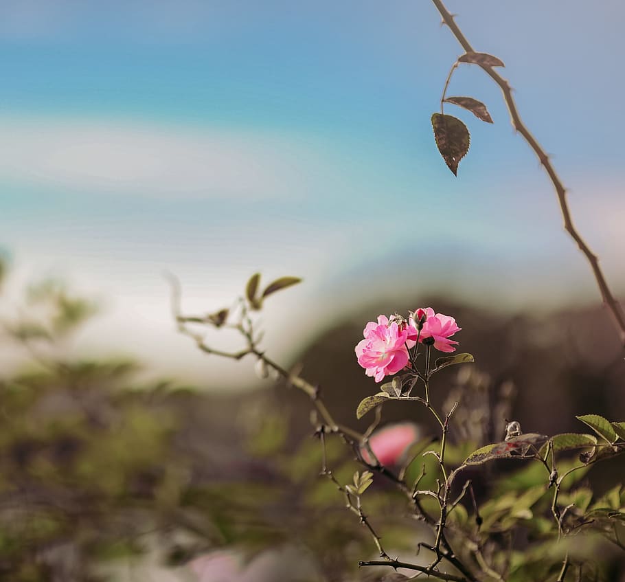 Pink Rose Flower in Selective Focus Photography, bloom, blooming HD wallpaper