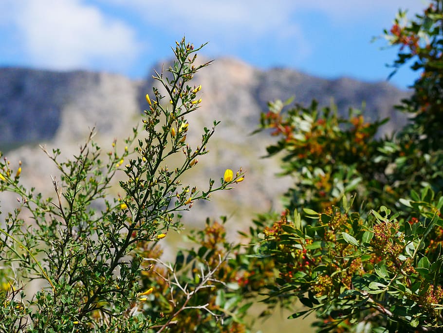 nature, mountains, landscape, clouds, scenic, plant, growth HD wallpaper