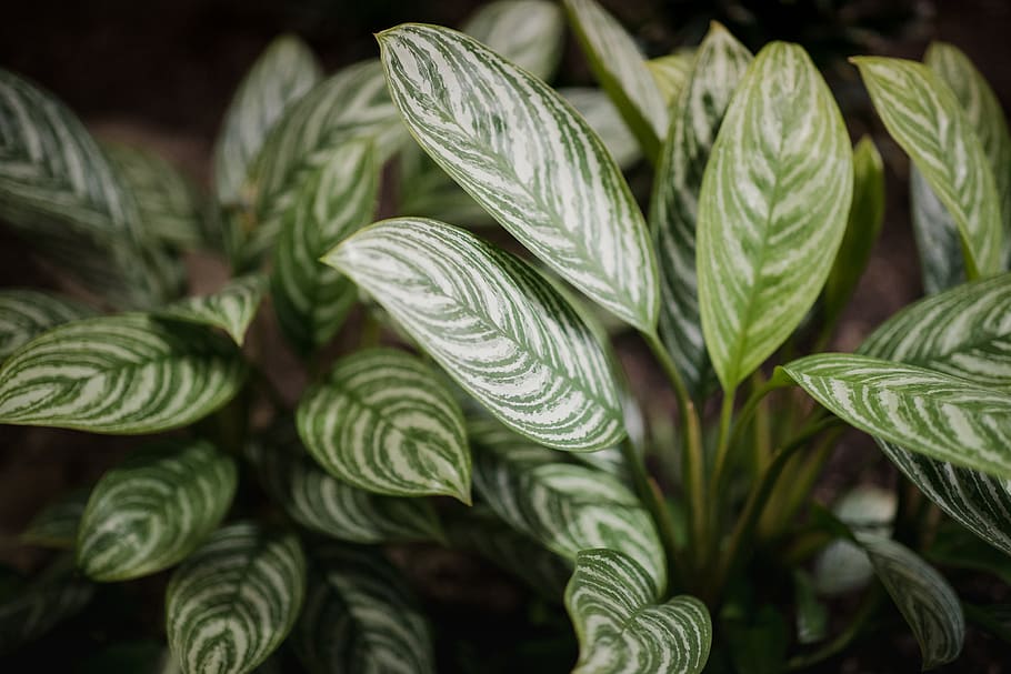 green-leafed plant, green color, food and drink, plant part, growth HD wallpaper