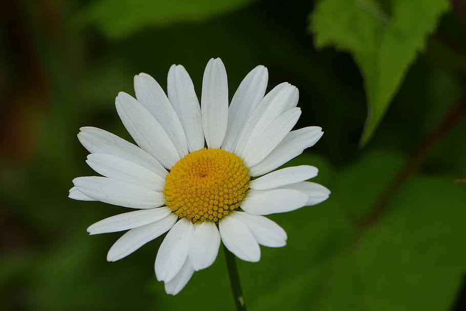 flower, daisy, white, summer, flowering plant, petal, fragility HD wallpaper
