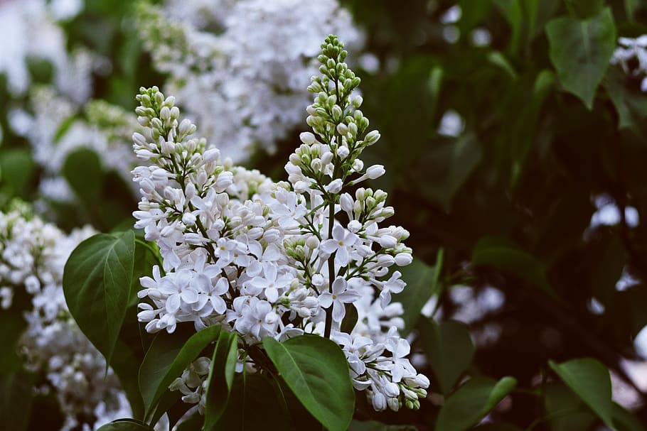 plant, growth, flower, flowering plant, beauty in nature, freshness HD wallpaper
