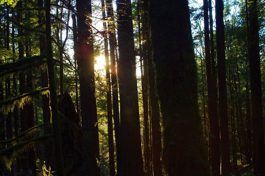 moss, shining, sunshine, green, forest, tree, plant, land, growth HD wallpaper