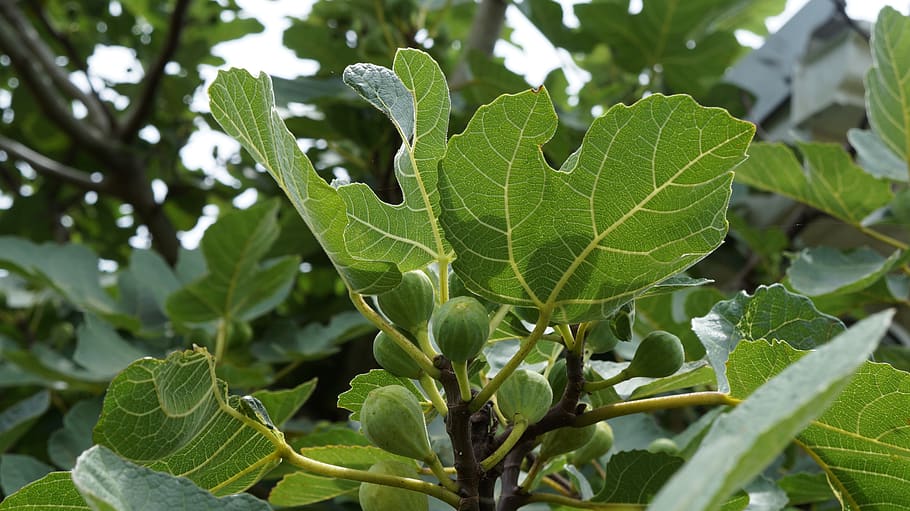 fig, tree, nature, fruit, leaves, plant, leaf, plant part, growth HD wallpaper