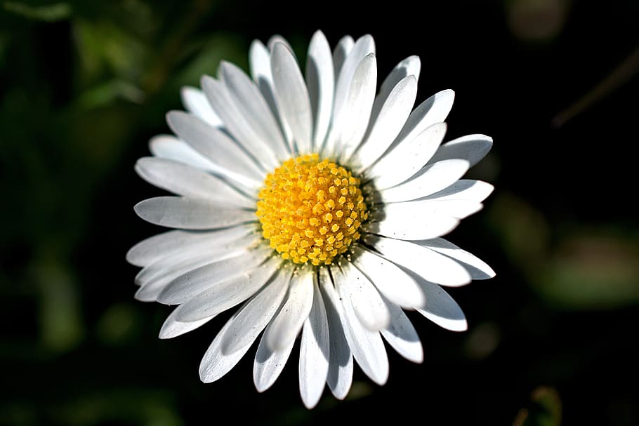 daisy, blossoms, bloom, spring, nature, white, garden, yellow HD wallpaper