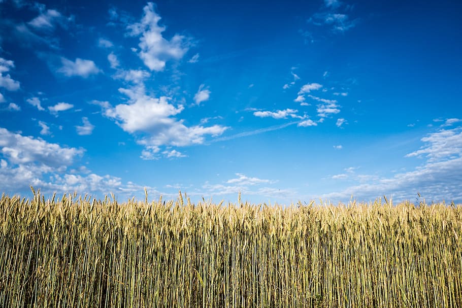 Corn Field at Daytime, clouds, crop, cropland, farm, farming HD wallpaper