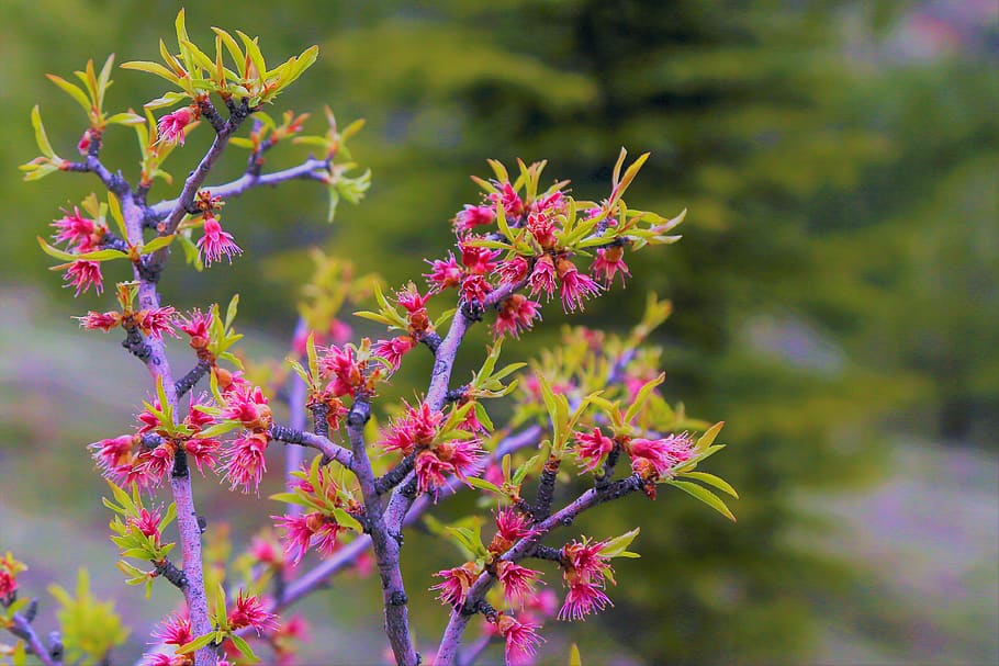 bud, flower, spring, blooming, nature, plant, pink, tree, green HD wallpaper