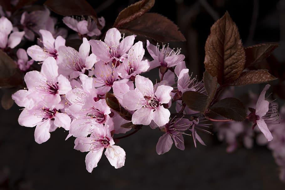 flower, spring, joy, plant, nature, beautiful, flowering plant HD wallpaper