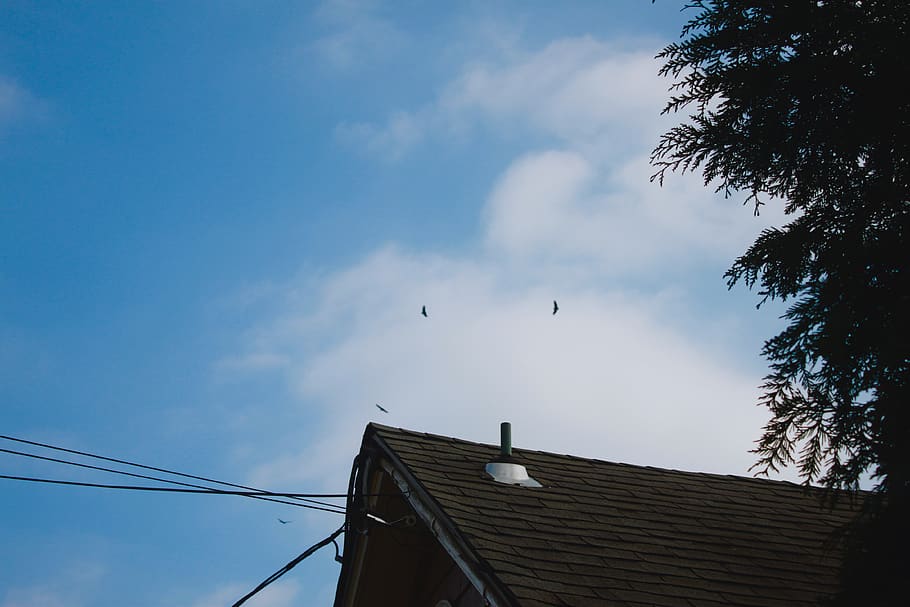 house, powerlines, tree, birds, sky, shingles, clouds, architecture HD wallpaper