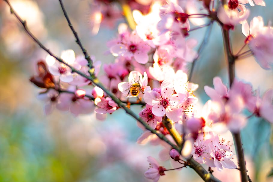 blooming pink cherry blossoms, flower, flowering plant, freshness HD wallpaper