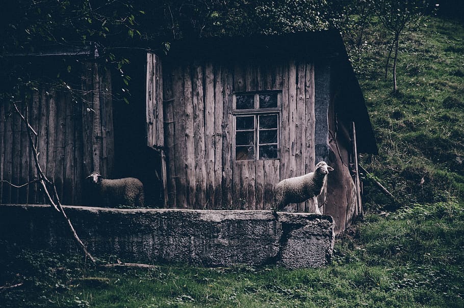 animals, mammals, sheep, lamb, fleece, house, cottage, cabin HD wallpaper
