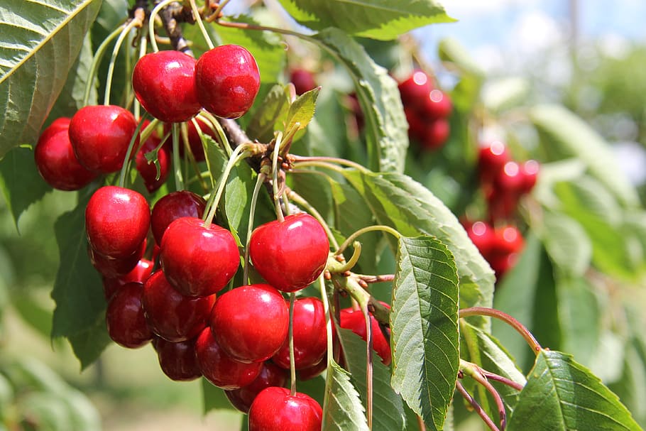 cherries, cherry tree, branch, food and drink, fruit, healthy eating HD wallpaper