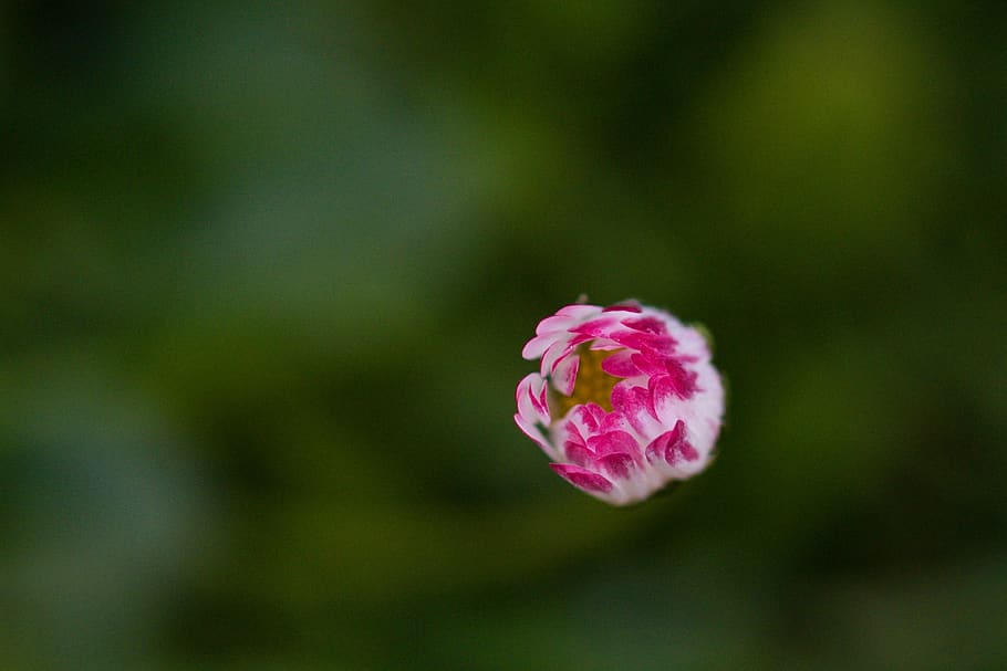 daisy, flower, meadow, macro, pink color, flowering plant, freshness HD wallpaper