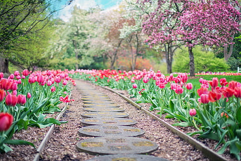 Pathway Between Pink Tulip Flowers, beautiful, bloom, blooming HD wallpaper