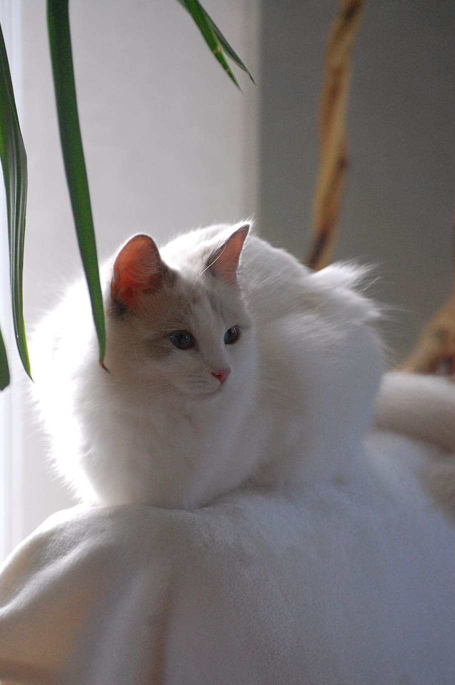 cat, animals, fur, ragdoll, white, domestic, pets, animal themes HD wallpaper