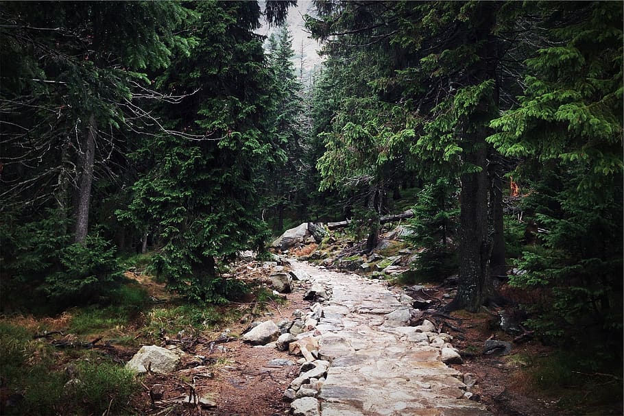 trail, path, forest, woods, nature, tree, plant, land, growth HD wallpaper