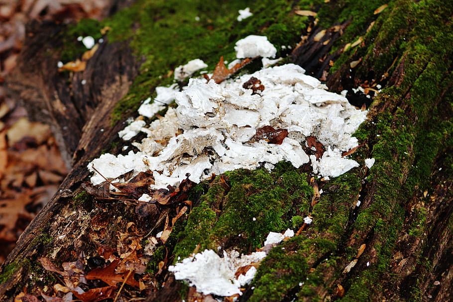 lichen, fallen log, forest, leaves, winter, no people, land HD wallpaper