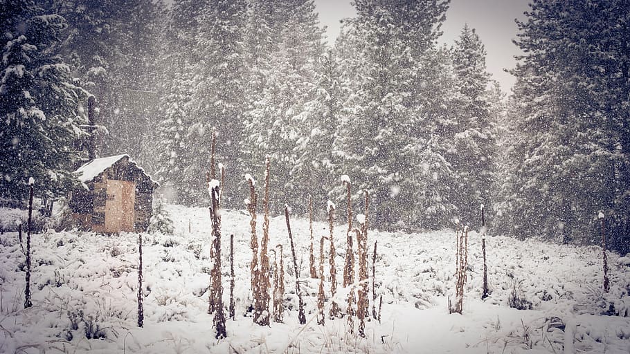 Brown Shed Near Green Pine Trees during Snow, cabin, cold, daylight HD wallpaper
