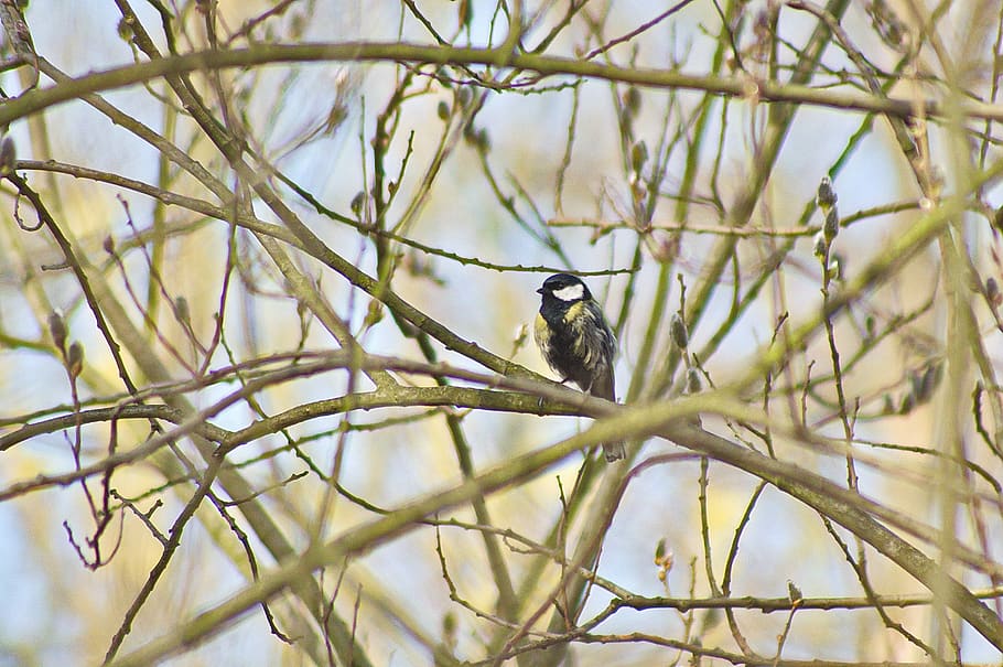 chickadee, spring, bird, garden, animal, animal themes, animal wildlife HD wallpaper