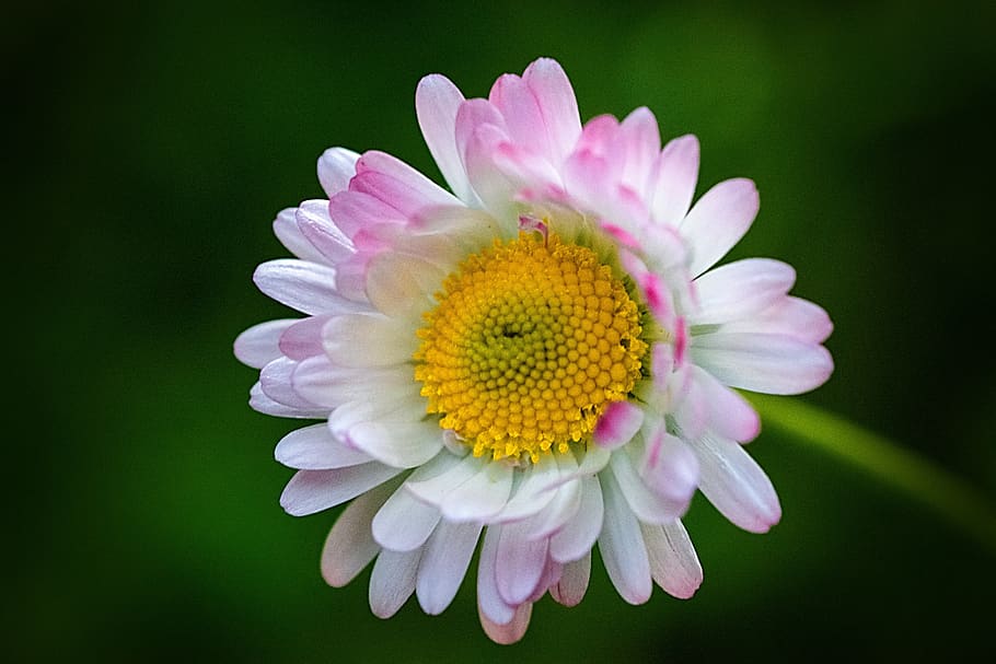 daisies, spring, nature, bloom, flora, beauty, close, colorful HD wallpaper