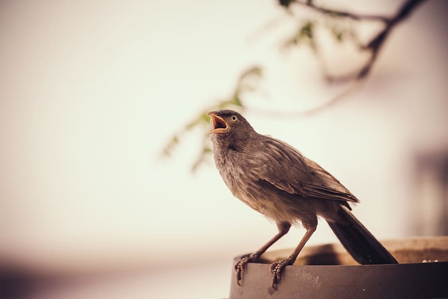 grey bird on frame during daytime, summer day, water, beak, animal themes HD wallpaper