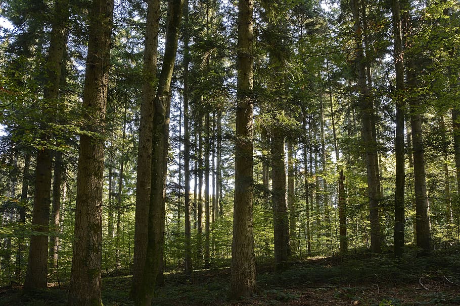 trees, forest, nature, landscape, light, atmosphere, mood, green HD wallpaper