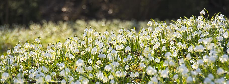 leucojum, snowflake, spring, bloom, fruehlingsknotenblume, spring flower HD wallpaper