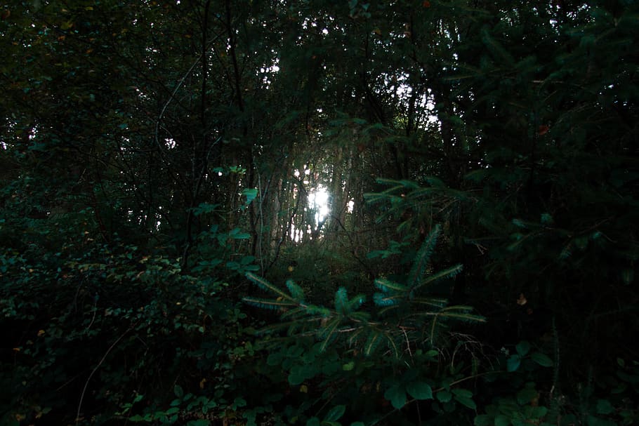 light, sun, trees, green, dark, forest, woods, plant, land HD wallpaper