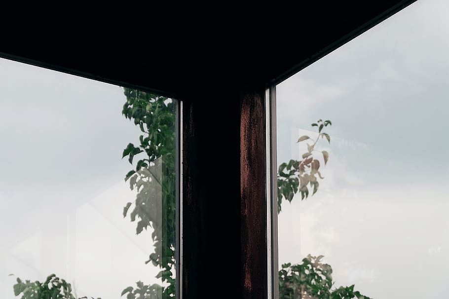 russia, tyumen, window, plant, glass - material, nature, flower HD wallpaper