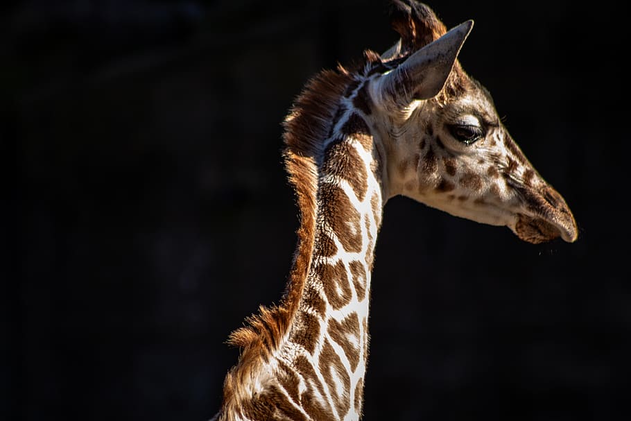 brown giraffe, one animal, animal themes, mammal, animal wildlife HD wallpaper
